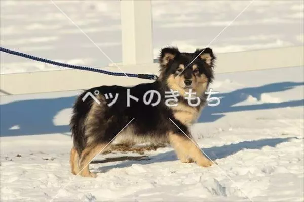 迷子犬の画像