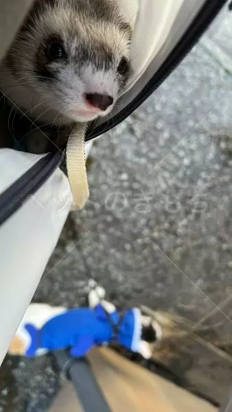 迷子ペットの画像