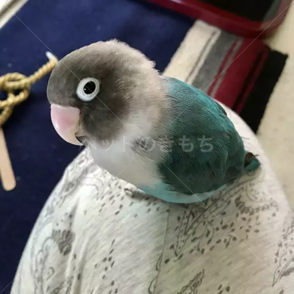 迷子鳥の画像