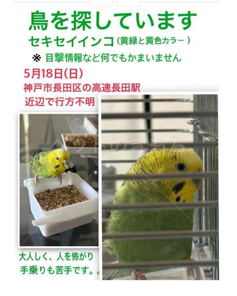 迷子鳥の画像