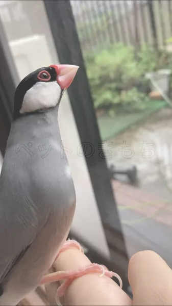 迷子鳥の画像