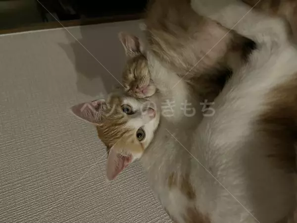 迷子猫の画像