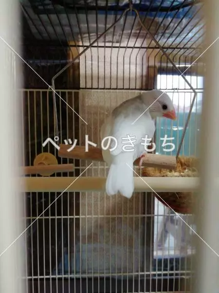 迷子鳥の画像