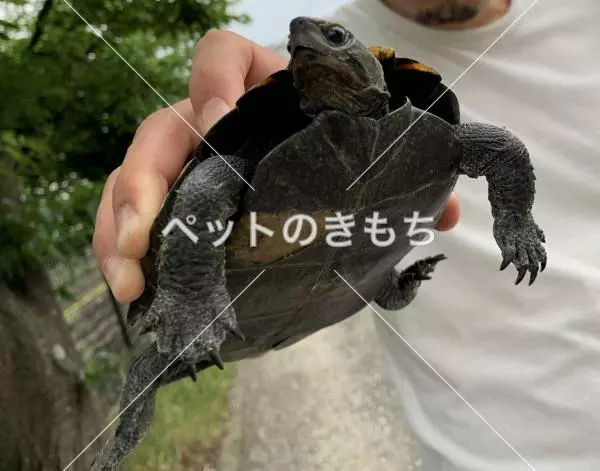 保護ペットの画像