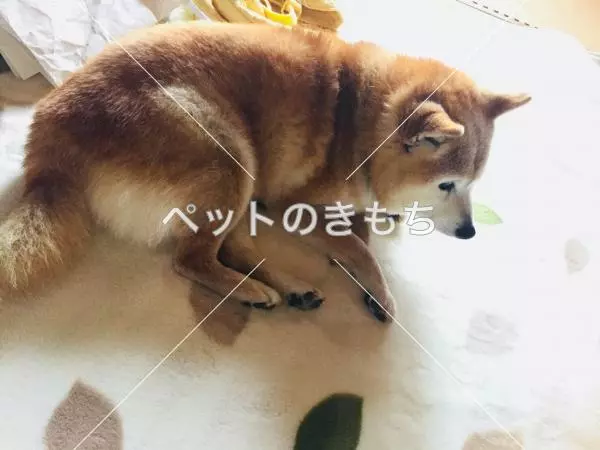 迷子犬の画像