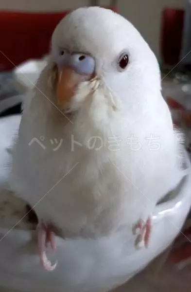 迷子鳥の画像
