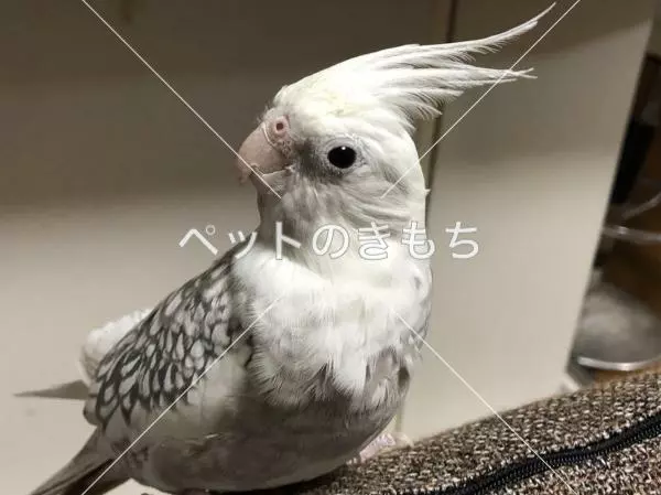 迷子鳥の画像