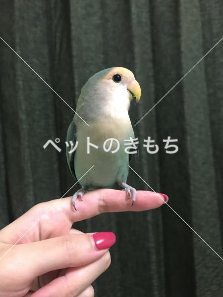 迷子鳥の画像