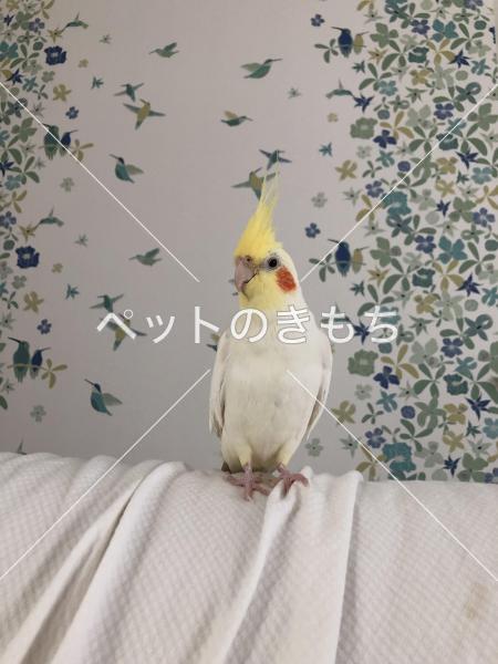 迷子鳥の画像