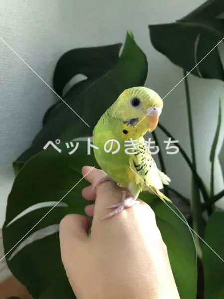 迷子鳥の画像