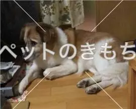 迷子犬の画像