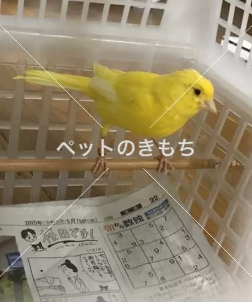 保護鳥の画像