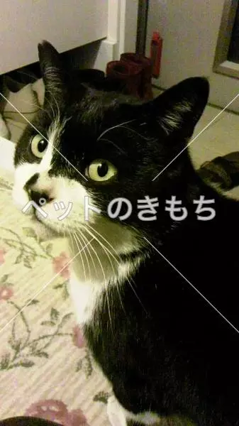 迷子猫の画像