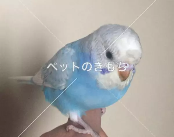 迷子鳥の画像