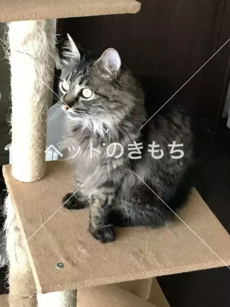 迷子猫の画像