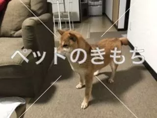 コメント投稿の画像