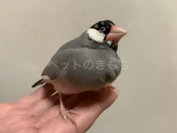 保護鳥の画像