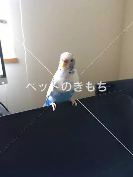 迷子鳥の画像