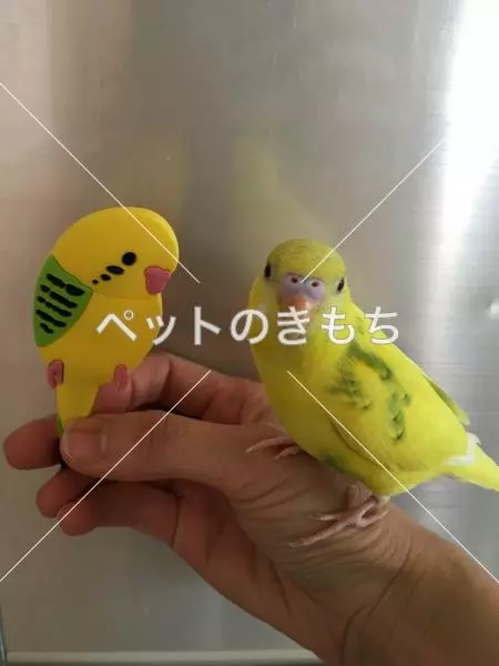 迷子鳥の画像