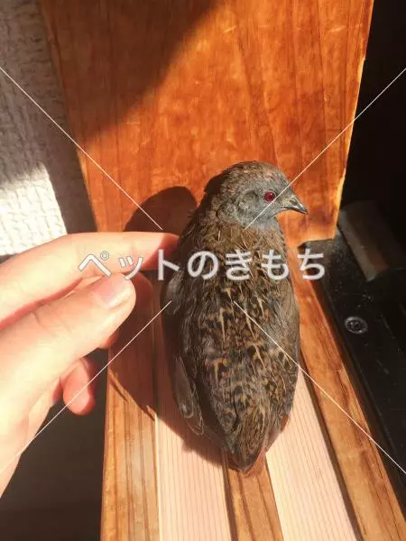 迷子鳥の画像