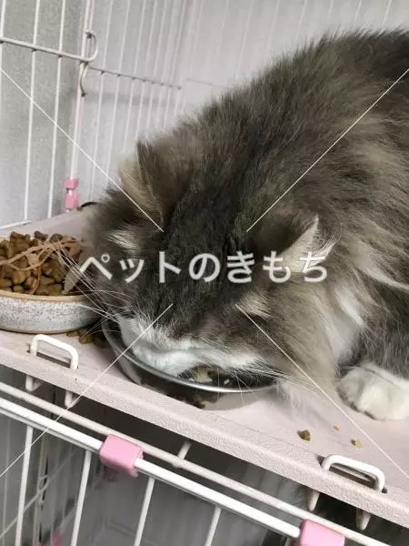 コメント投稿の画像