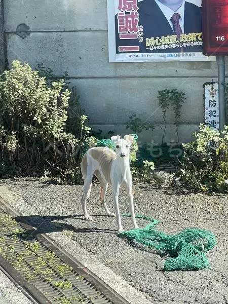 迷子犬の画像