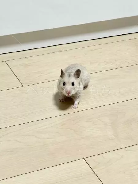 迷子ペットの画像