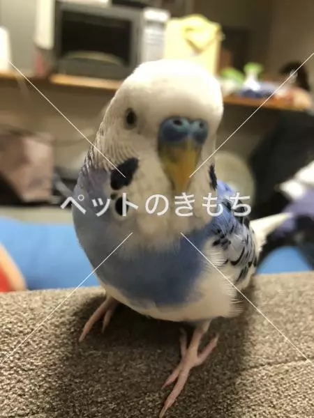 迷子鳥の画像