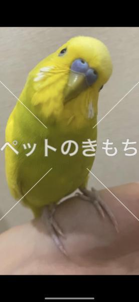 迷子鳥の画像