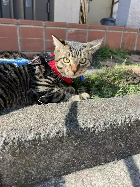 迷子猫の画像