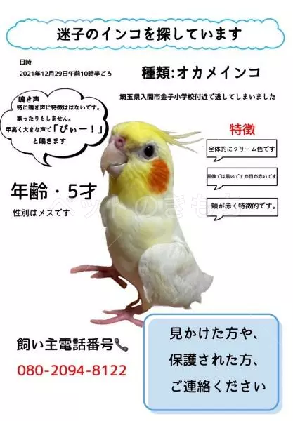 迷子鳥の画像