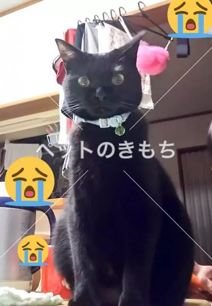 迷子猫の画像