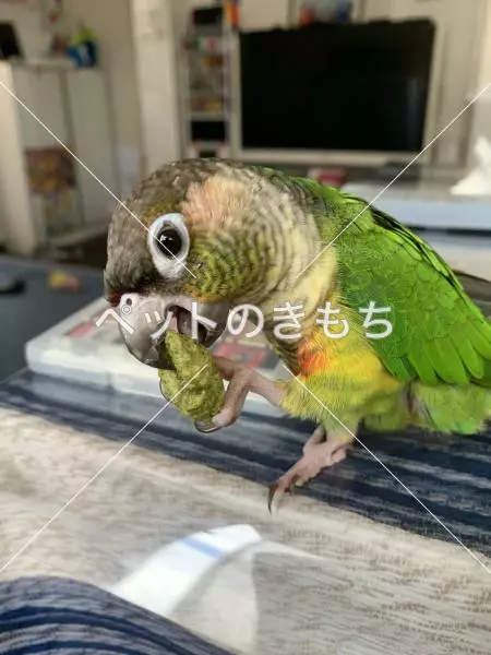 迷子鳥の画像