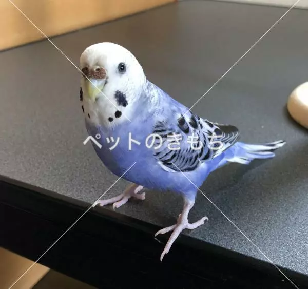迷子鳥の画像