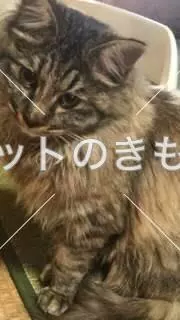 迷子猫の画像