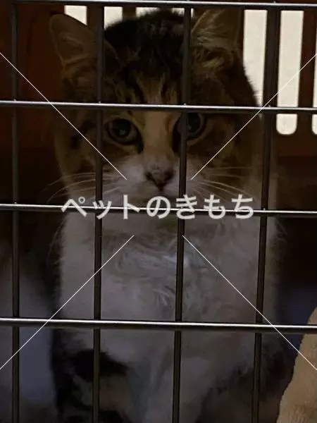 保護猫の画像