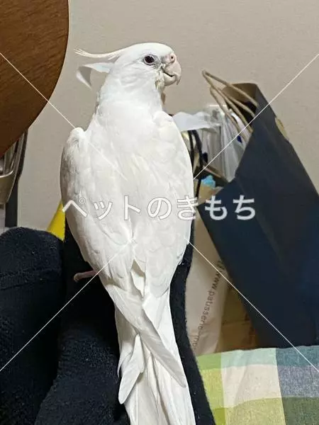 迷子鳥の画像