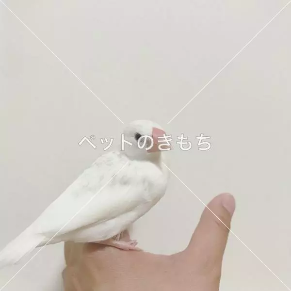 コメント投稿の画像