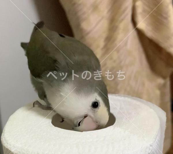 迷子鳥の画像