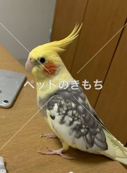 迷子鳥の画像