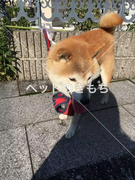 コメント投稿の画像