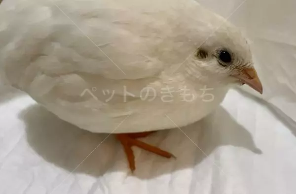 保護鳥の画像