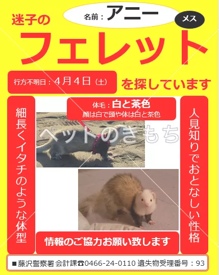 迷子ペットの画像