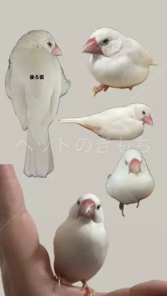 迷子鳥の画像