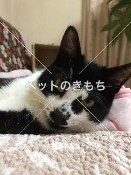 迷子猫の画像