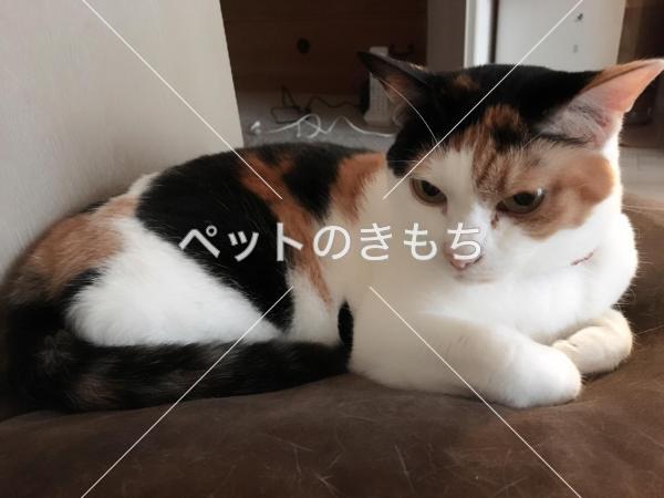 迷子猫の画像