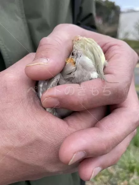 コメントの画像