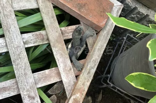 迷子ペットの画像