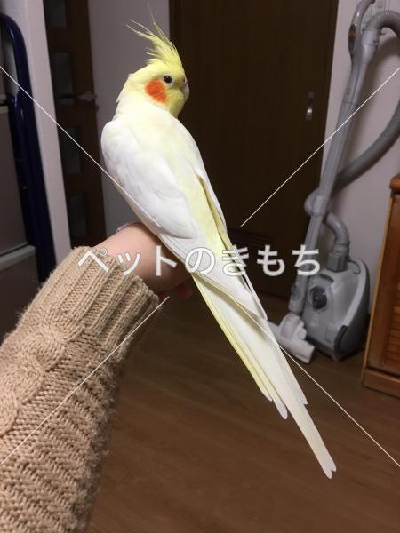 迷子鳥の画像