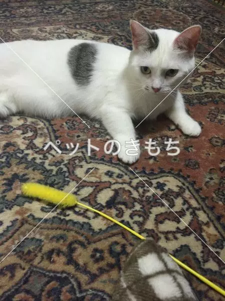 迷子猫の画像